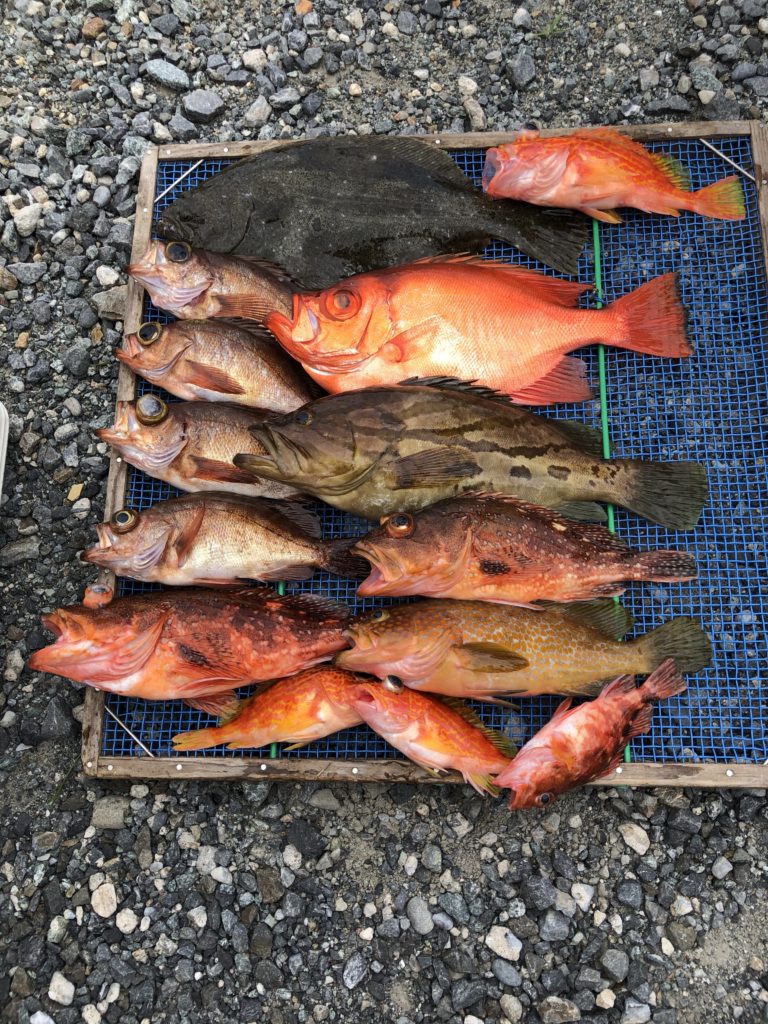 本日の釣り船釣果 民宿旅館 魚勘