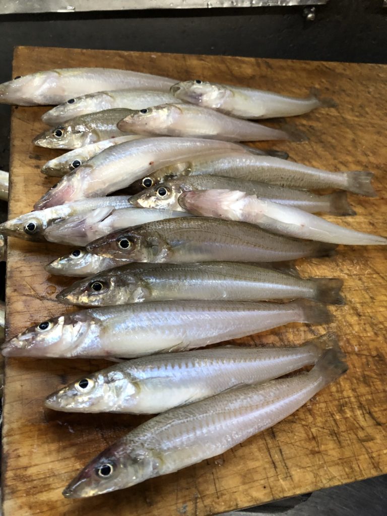 海釣りクルーズ船について 民宿旅館 魚勘